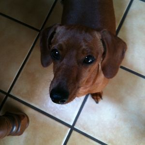 Meet your Posher, Libby